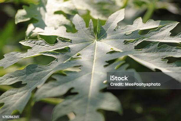 Hojas De Papaya Foto de stock y más banco de imágenes de Alimento - Alimento, Beber, Bebida