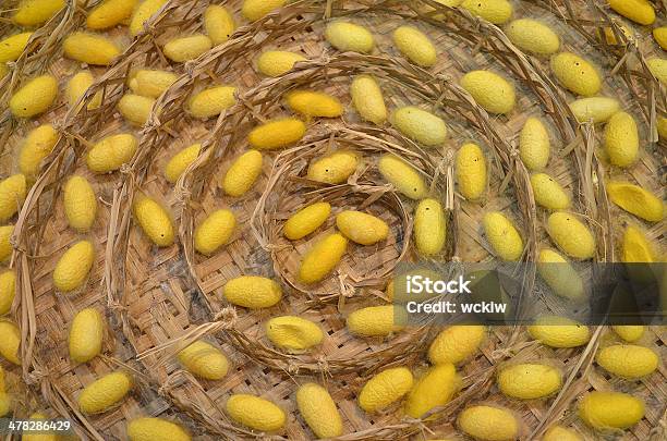 Sericulture Produção De Seda - Fotografias de stock e mais imagens de Agricultura - Agricultura, Amarelo, Amimar