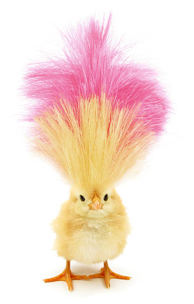 126,203 Funny Hair Style Stock Photos, Pictures & Royalty-Free Images - iStock | Mullet 126,203 Funny Hair Style Stock Photos, Pictures & Royalty-Free Images - iStock | Mullet