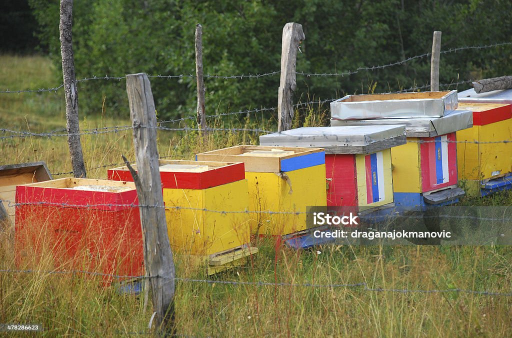 bee hives - Photo de Abeille libre de droits