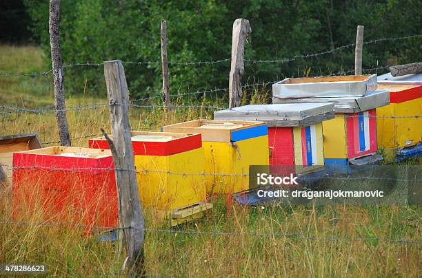 Photo libre de droit de Bee Hives banque d'images et plus d'images libres de droit de Abeille - Abeille, Agriculture, Apiculture