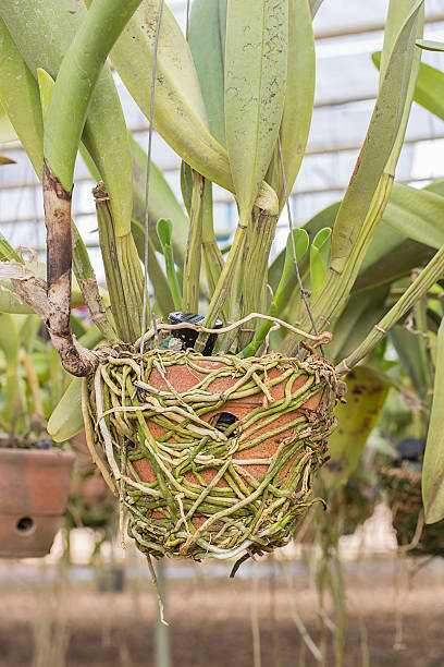 istock Hanging circle clay pots with orchid plants. 478286920