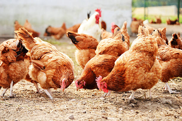 hühner auf traditionelle freilandhuhn geflügel farm - geflügel stock-fotos und bilder