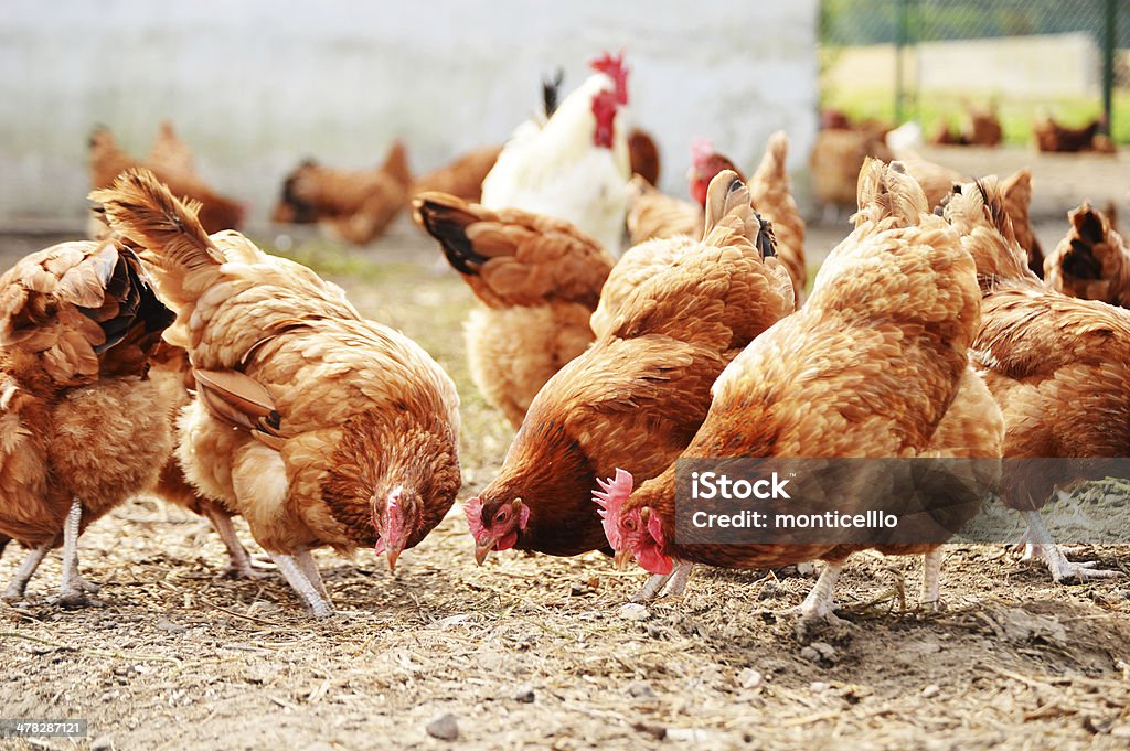 Chickens on traditional free range poultry farm Chicken - Bird Stock Photo