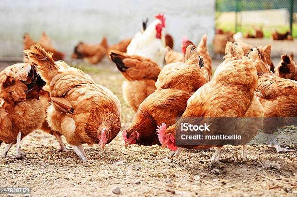 Chickens On Traditional Free Range Poultry Farm Stock Photo - Download Image Now - Chicken - Bird, Farm, Poultry