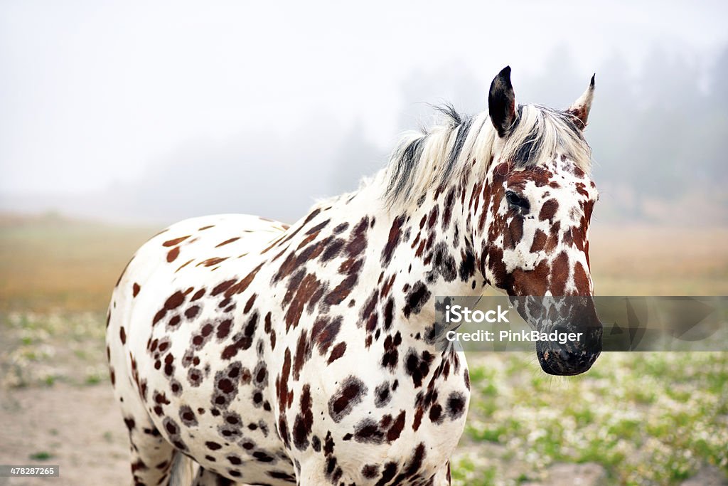 spotty horse brown and white spotty horse in field on misty morning Horse Stock Photo