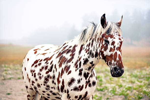 spotty horse stock photo