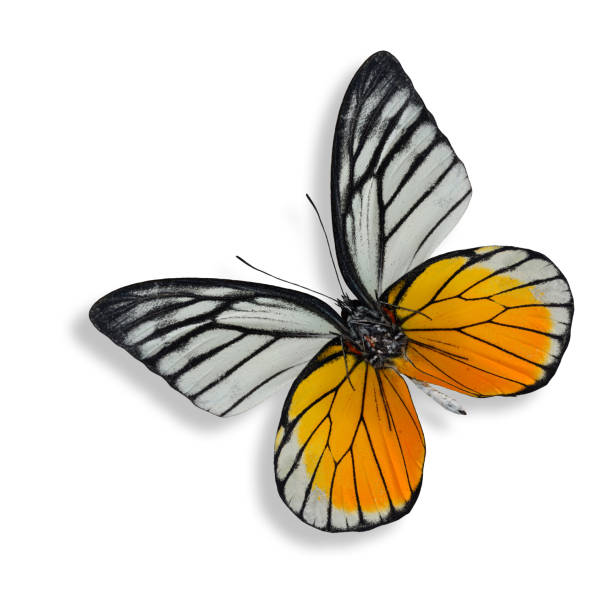 istock The Red Spot Sawtooth butterfly isolated on white background 478287471