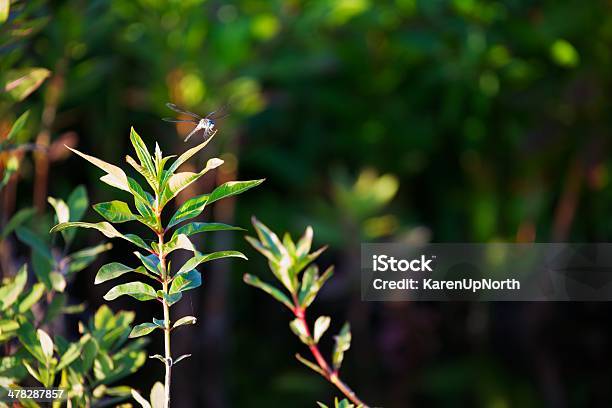 Blue Libelle Auf Plant Stockfoto und mehr Bilder von Blau - Blau, Fotografie, Grün