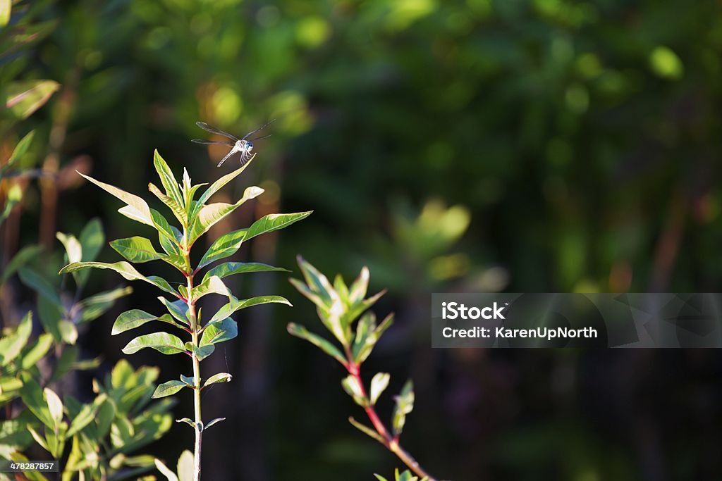 Blu libellula sul Plant - Foto stock royalty-free di Ambientazione esterna
