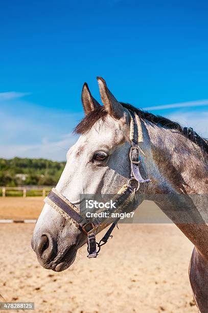 Cavallo - Fotografie stock e altre immagini di Ambientazione esterna - Ambientazione esterna, Animale, Animale da compagnia