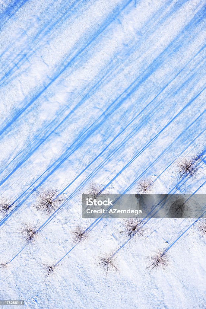 Alberi in inverno - Foto stock royalty-free di Albero