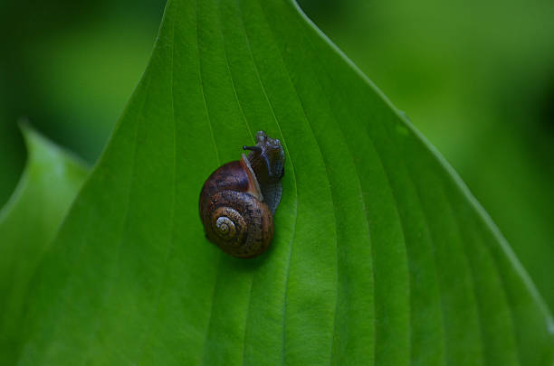 Snail on Green Leaf stock photo