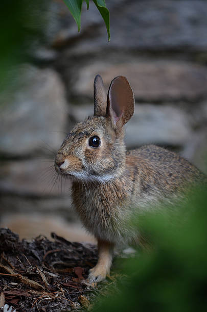 Young Rabbit stock photo