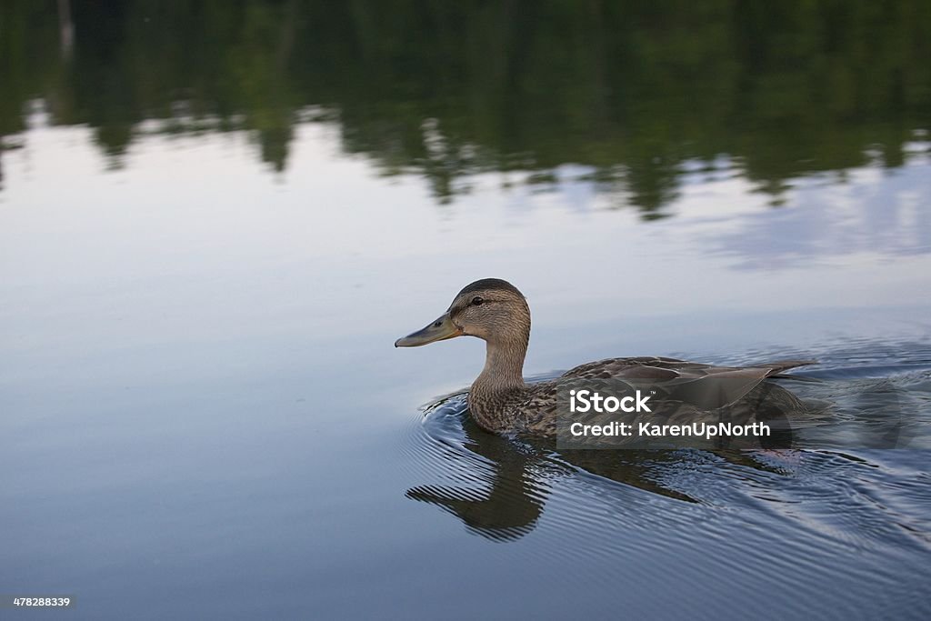 Mallard Duck - Lizenzfrei Ente - Wasservogel Stock-Foto