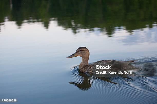 Mallard Duck Stockfoto und mehr Bilder von Ente - Wasservogel - Ente - Wasservogel, Fotografie, Horizontal