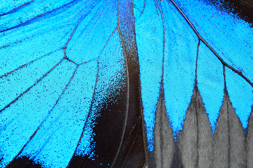 Mariposa de aleta azul photo
