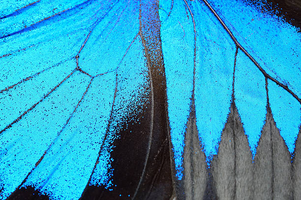 Blue butterfly wing stock photo