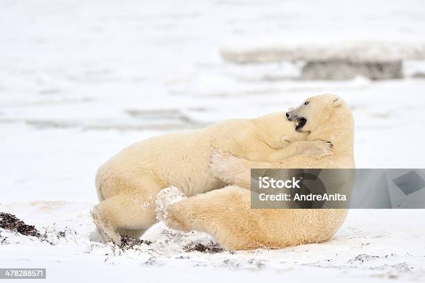 Niedźwiedź Polarny - zdjęcia stockowe i więcej obrazów Arktyka - Arktyka, Biały, Churchill