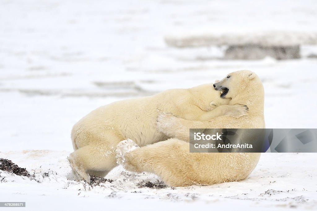Urso Polar - Royalty-free Animal selvagem Foto de stock