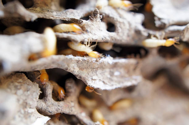 Blurred - Termites damaged to the books Blurred - Termites damaged to the books termite damage stock pictures, royalty-free photos & images