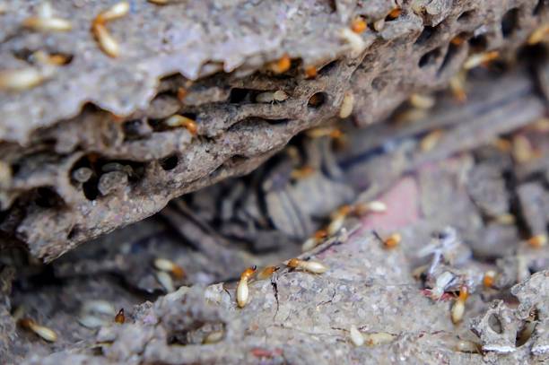 istock Blurred - Termites damaged to the books 478288776