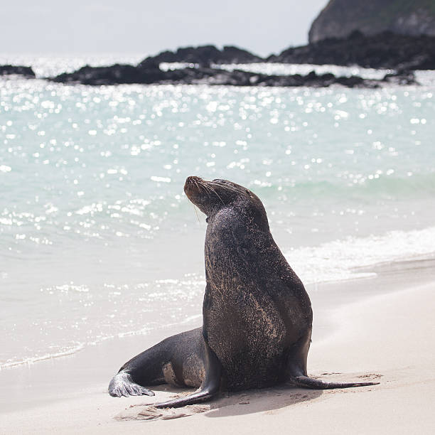 istock Sea lion on the beach at Galapagos Islands 478288840