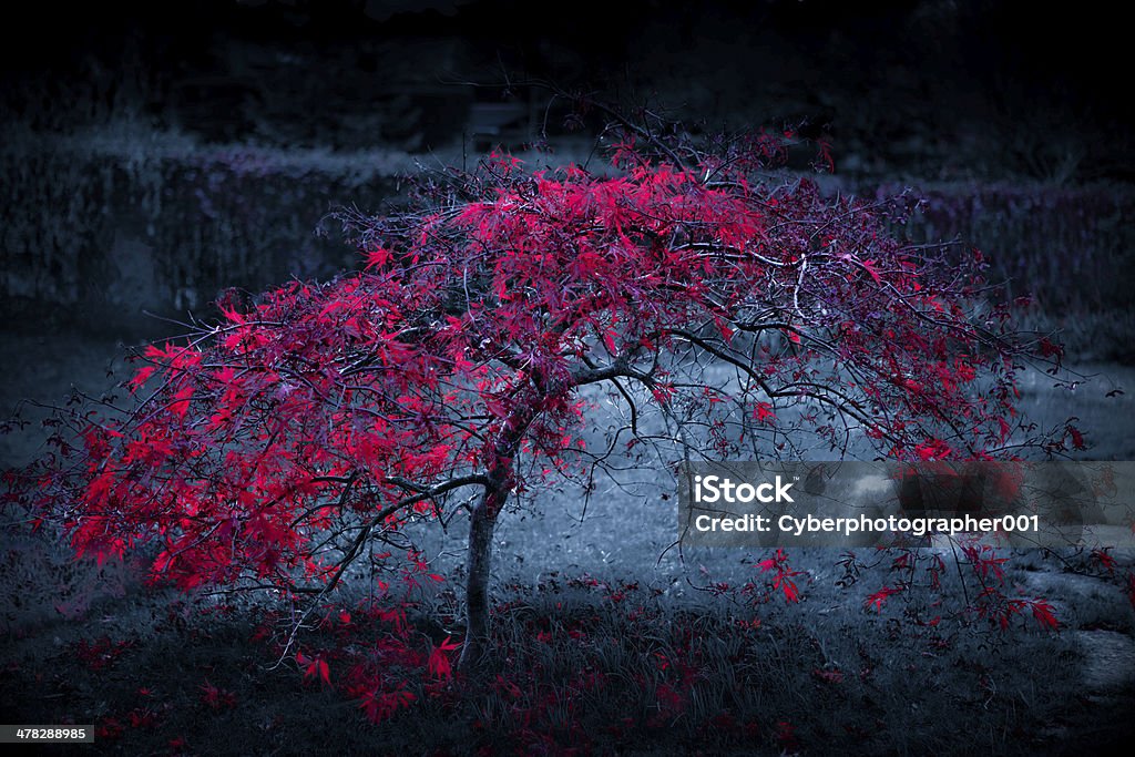 owsum tree rad leaves increasing beauty of tree. Beauty Stock Photo