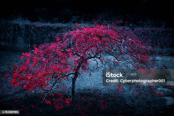 Owsum Tree Stock Photo - Download Image Now - Beauty, Beauty In Nature, Horizontal