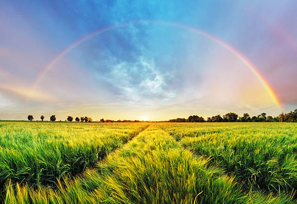 arcobaleno paesaggio rurale con campo di grano al tramonto - landscaped spring canada footpath foto e immagini stock