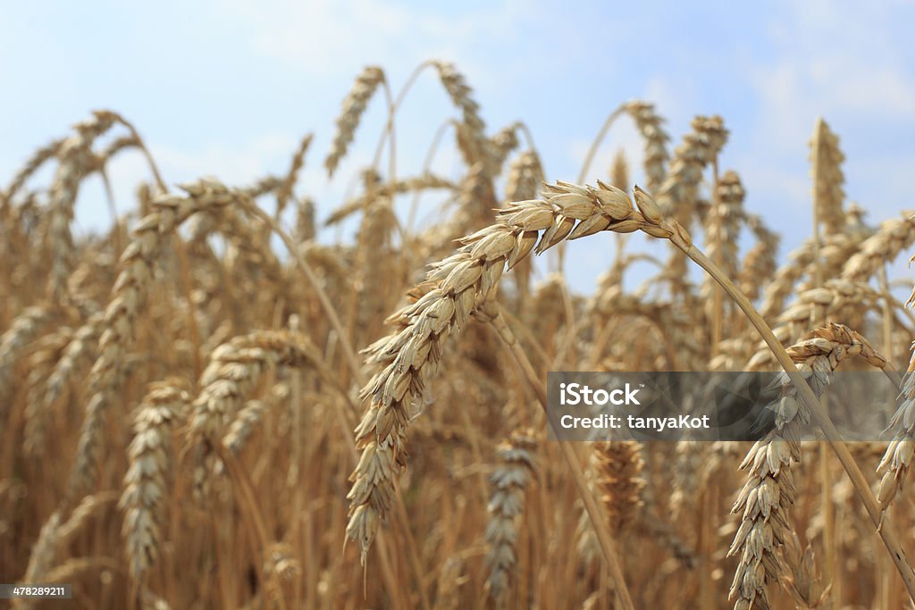 Trigo - Foto de stock de Agricultura libre de derechos