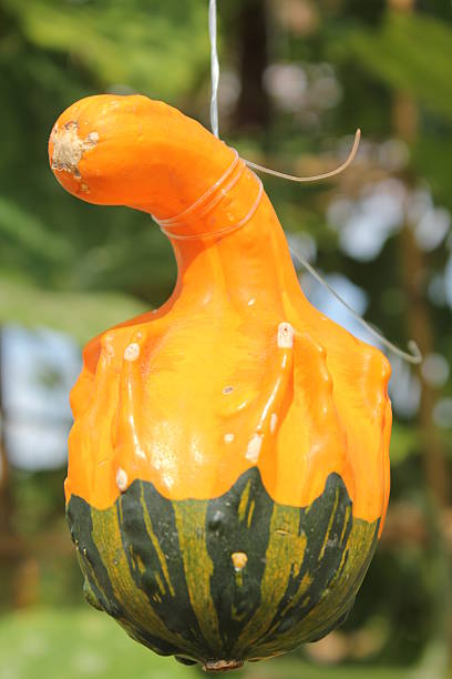 istock Close-up of Pumpkin Ready for Harvesting 478289256