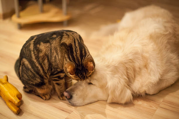 istock Cat and Dog friendship 478289489