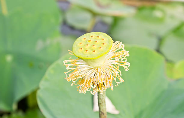 istock lotus seed, sheath lotus 478289554