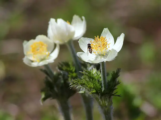 Western Pasqueflowers (Anemone occidentalis) at Mount Rainier National Park