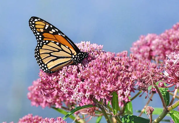 Photo of Monarch Butterfly (Danaus plexippus) on Swamp Milkweed Wildflower