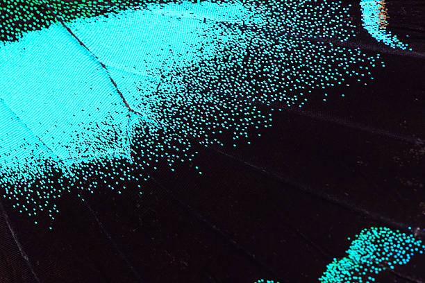 istock blue and green butterfly wing 478290556