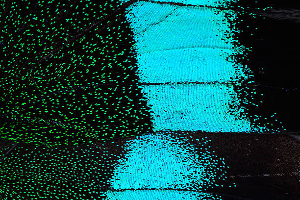 istock blue and green butterfly wing 478290608
