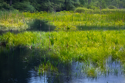 Standing water in a swamp at White Memorial Conservation Center in Litchfield, Connecticut.