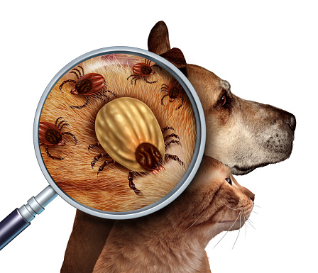 Pet Tick as a group of dog and cat ticks in the fur as a close up magnifcation of a female parasite engored with blood from the host as a veterninary health care symbol for dangerous disease causing insect pests.