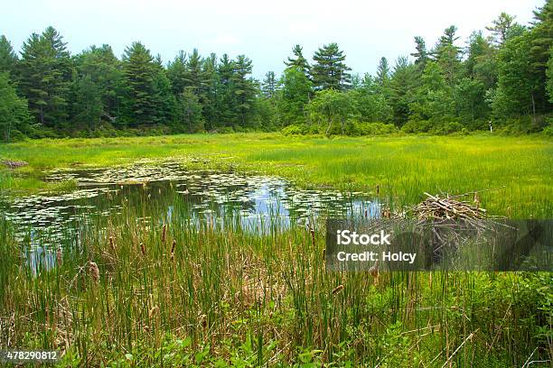 Beaver Lodge In Swamp At White Memorial Litchfield Connecticut Stock Photo - Download Image Now