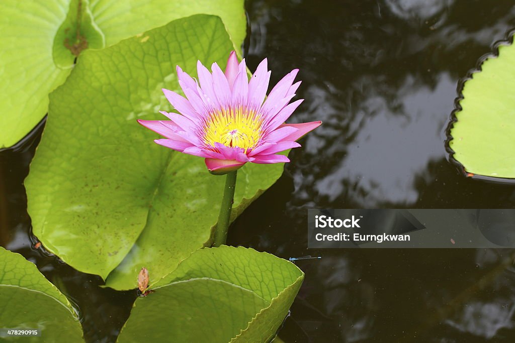 Накладки и lotus flower Lily - Стоковые фото Азиатская культура роялти-фри