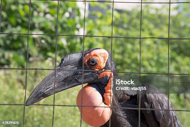 Immagini Grandi Corna Di Kafrsky Corvo - Fotografie stock e altre immagini di Ala di animale - Ala di animale, Animale selvatico, Artiglio