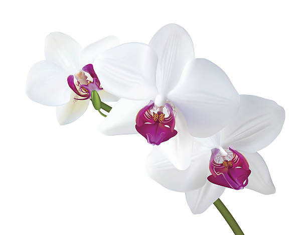 ilustraciones, imágenes clip art, dibujos animados e iconos de stock de orquídea blanca - moth orchid