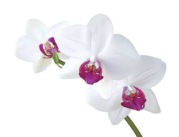 illustrazioni stock, clip art, cartoni animati e icone di tendenza di white orchidea - moth orchid