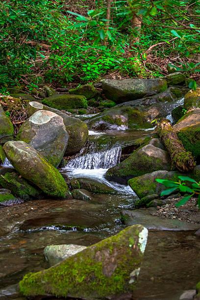 montanha e gosto rocks (vertical - blue ridge mountains stream forest waterfall - fotografias e filmes do acervo