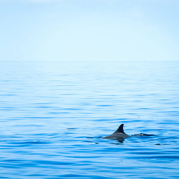 istock Fin of a shark 478292580