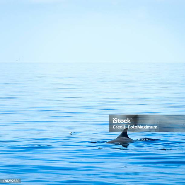 Fin Of A Shark Stock Photo - Download Image Now - 2015, Aggression, Animal