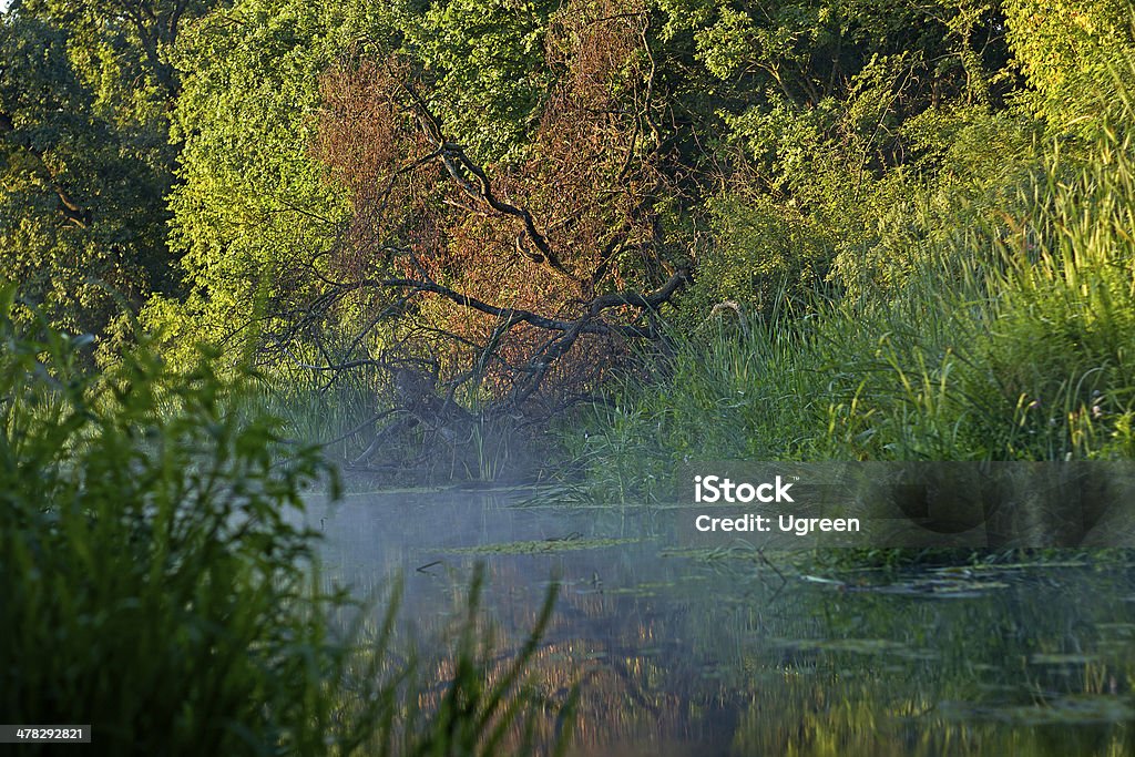 Coperto di vegetazione pond - Foto stock royalty-free di Acqua