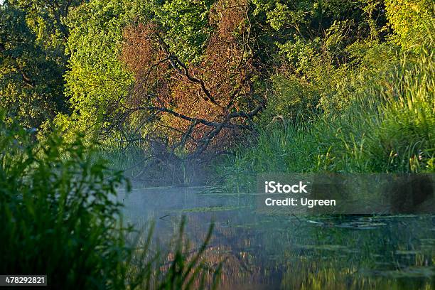 Coperto Di Vegetazione Pond - Fotografie stock e altre immagini di Acqua - Acqua, Acqua stagnante, Alga